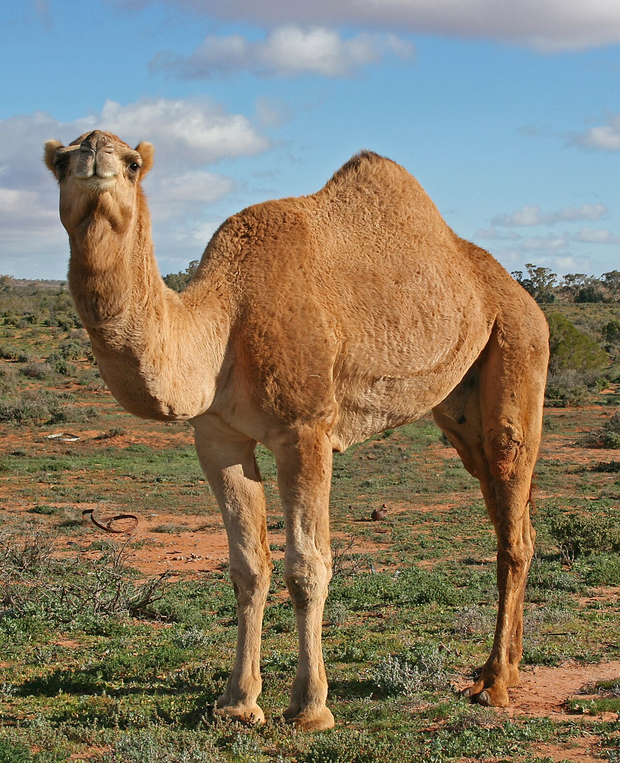 Family Egypt — Pyramids, Camels & the Red Sea