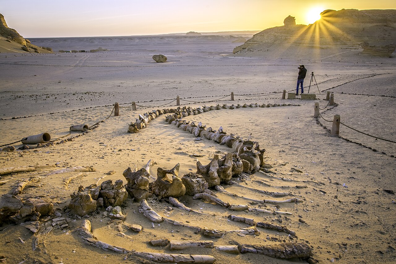 Wadi El Hitan — Valley of the Whales